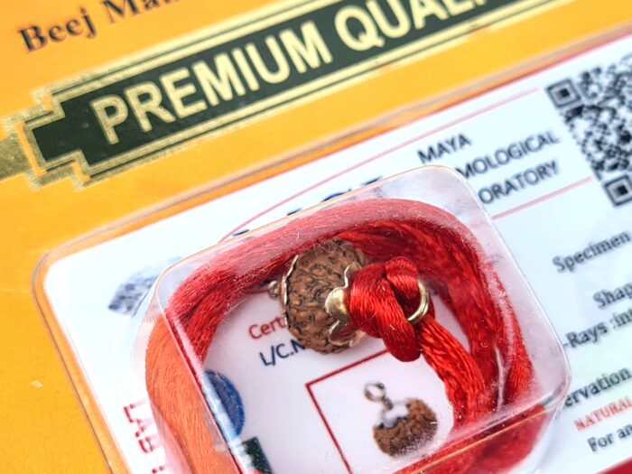 Pingente de Rudraksha de 7 faces (Mukhi) com certificado