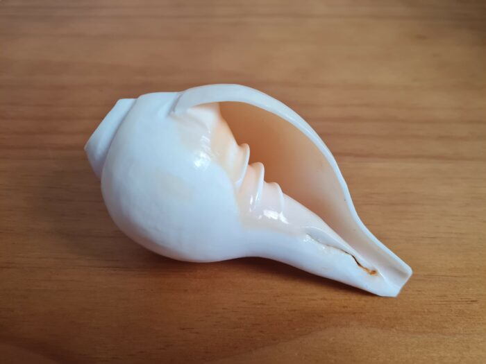 Shankha instrumento musical tradicional indiano 13cm