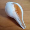 Shankha instrumento musical tradicional indiano 11cm