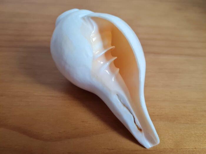 Shankha instrumento musical tradicional indiano 11cm