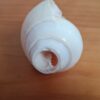 Shankha instrumento musical tradicional indiano 11cm