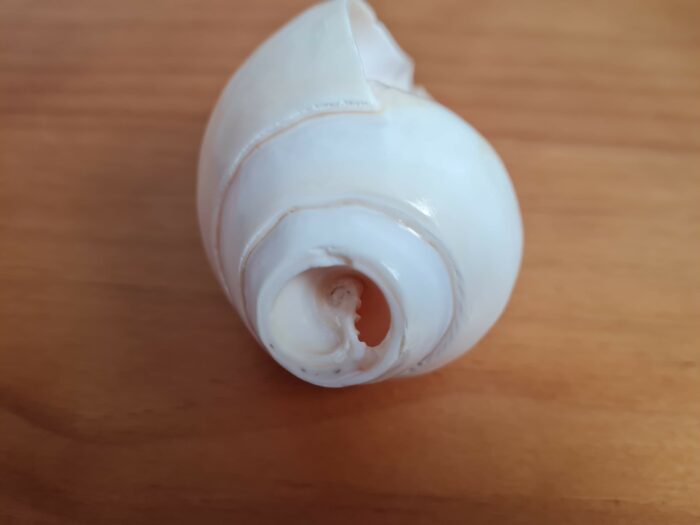 Shankha instrumento musical tradicional indiano 11cm