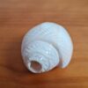 Shankha instrumento musical tradicional indiano 14cm