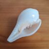 Shankha instrumento musical tradicional indiano 11cm