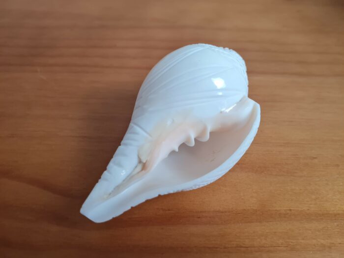 Shankha instrumento musical tradicional indiano 11cm