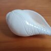 Shankha instrumento musical tradicional indiano 14cm