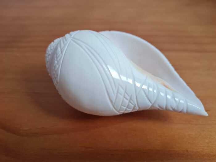 Shankha instrumento musical tradicional indiano 14cm