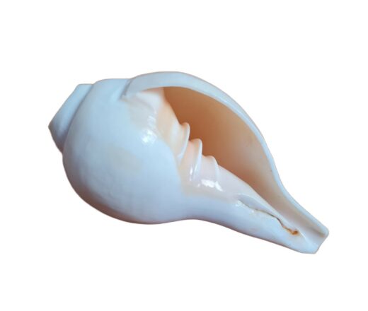 Shankha instrumento musical tradicional indiano 11cm