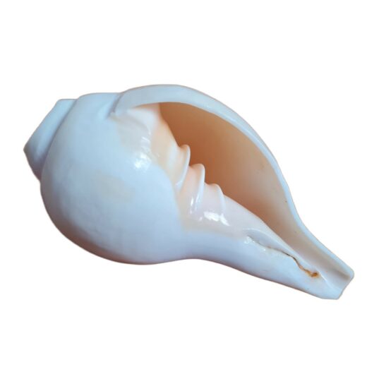 Shankha instrumento musical tradicional indiano 11cm