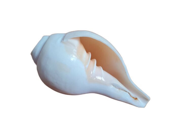 Shankha instrumento musical tradicional indiano 11cm