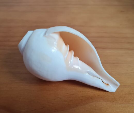 Shankha instrumento musical tradicional indiano 11cm