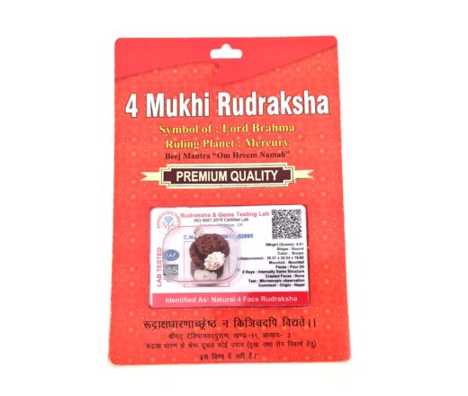 Pingente de Rudraksha de 4 faces (Mukhi) com certificado (Lord Brahma)