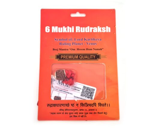 Pingente de Rudraksha de 6 faces (Mukhi) com certificado (Lord Kartikeya)
